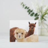 Alpacas im Schnee-Foto Postkarte (Stehend Vorderseite)