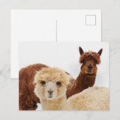 Alpacas im Schnee-Foto Postkarte (Vorne/Hinten)