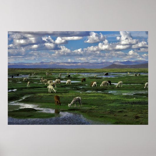 Alpacas in den Anden Poster (Vorne)
