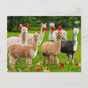Alpacas mit Roten Cups Einladungspostkarte