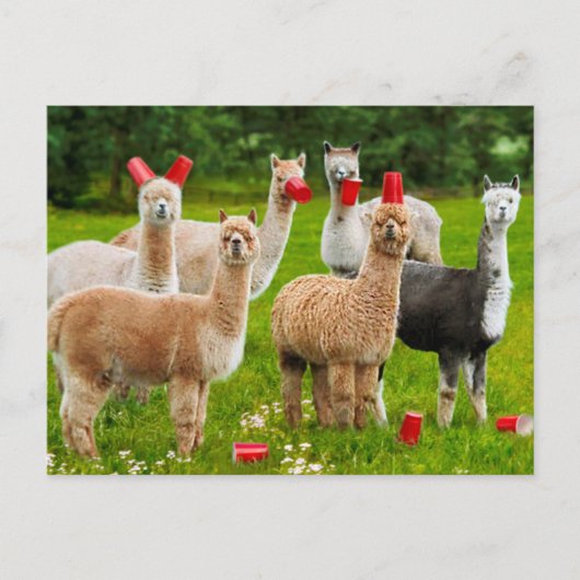 Alpacas mit Roten Cups Einladungspostkarte (Vorderseite)