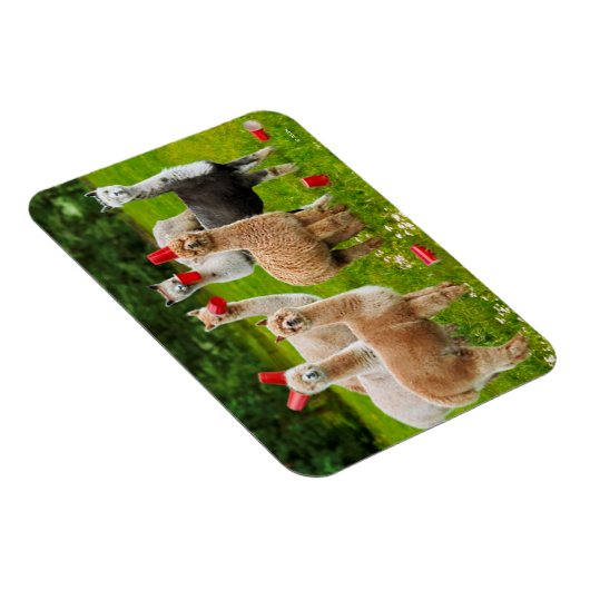 Alpacas mit Roten Cups Magnet (Rechte Seite)
