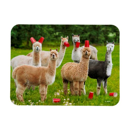 Alpacas mit Roten Cups Magnet (Horizontal)