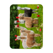 Alpacas mit Roten Cups Magnet (Vertikal)