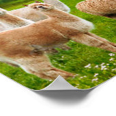 Alpacas mit Roten Cups Poster (Ecke)
