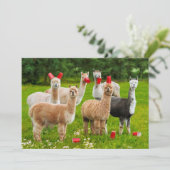 Alpacas mit roten Rassen Einladung (Stehend Vorderseite)