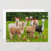 Alpacas mit roten Rassen Einladung (Vorne/Hinten)