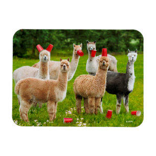 Alpacas mit roten Rassen Magnet