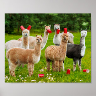 Alpacas mit roten Rassen Poster