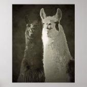 Alpacas-Plakat Poster (Vorne)