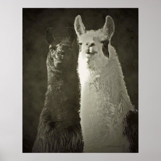 Alpacas-Plakat Poster (Vorne)
