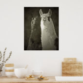 Alpacas-Plakat Poster (Küche)