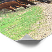 Alpacas Poster (Ecke)