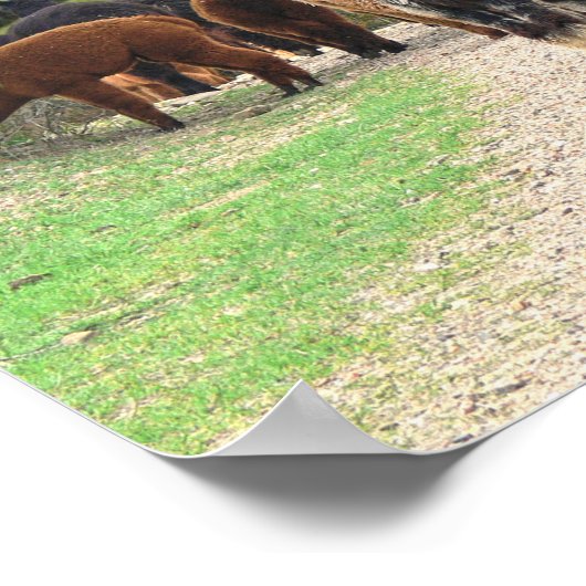 Alpacas Poster (Ecke)