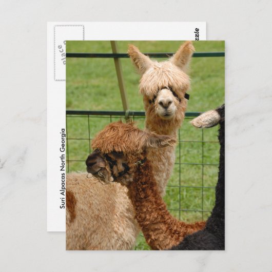 Alpacas Postkarte (Vorne/Hinten)