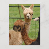 Alpacas Postkarte (Vorderseite)