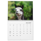 Alpacas-Wall-Kalender Kalender (Mär 2027)