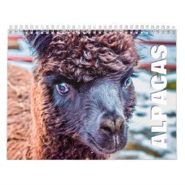 Alpacas-Wall-Kalender Kalender