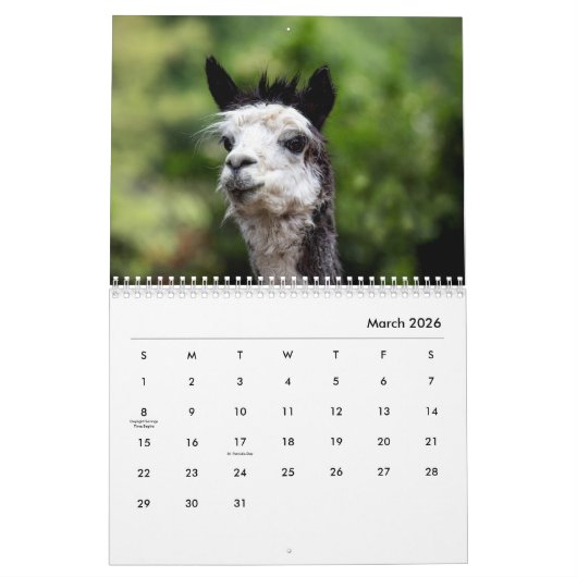 Alpacas-Wall-Kalender Kalender (Mär 2026)