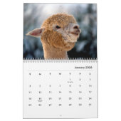 Alpacas-Wall-Kalender Kalender (Jan 2026)