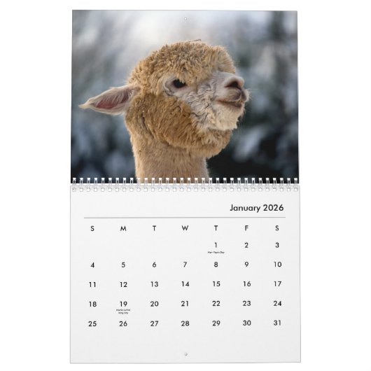 Alpacas-Wall-Kalender Kalender (Jan 2026)