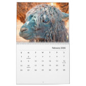 Alpacas-Wall-Kalender Kalender (Feb 2026)