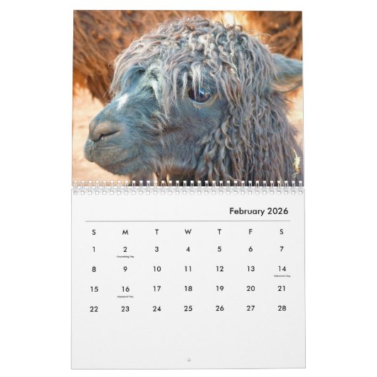 Alpacas-Wall-Kalender Kalender (Feb 2026)