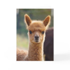 Alpaka-Anmerkungs-Karte