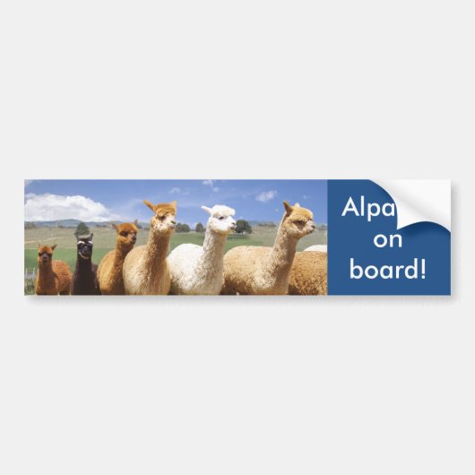 Alpaka-Autoaufkleber-Alpakas an Bord Autoaufkleber (Vorne)