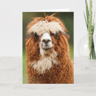 Alpaka Karten | Zazzle.de