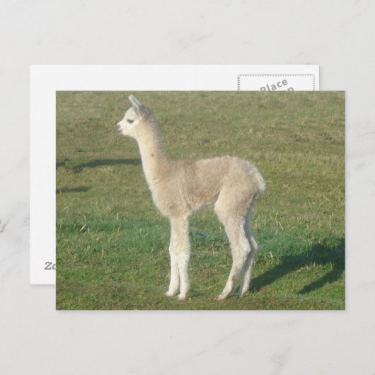 Alpaka-Krippe Postkarte (Vorne/Hinten)