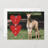 Alpaka-Liebe-Postkarte Postkarte (Vorne/Hinten)