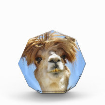 Alpaka mit dem verrückten Haar