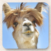 Alpaka mit dem verrückten Haar Getränkeuntersetzer (Vorderseite)