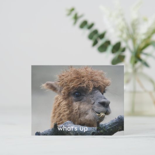 Alpaka Postkarte (Stehend Vorderseite)