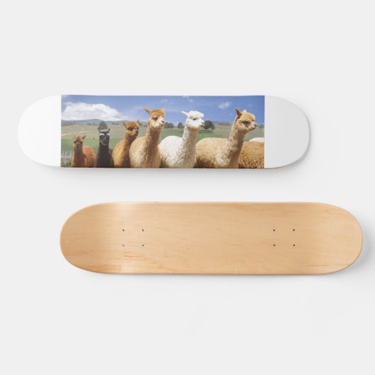 Alpaka-Skateboard Skateboard (Horizontal)