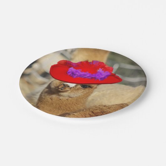 Alpaka-Teller Pappteller (Schrägansicht)