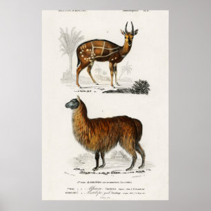 Alpaka und Antilope Vintage-Illustration Poster