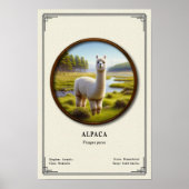 Alpaka-Zoologie-Serie Poster (Vorne)