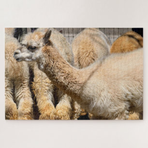Alpakas im Bauernhof Puzzle