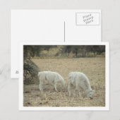 Alpakas Postkarte (Vorne/Hinten)
