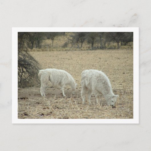 Alpakas Postkarte (Vorderseite)