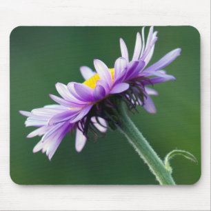 Alpen-Gänseblümchen Mousepad