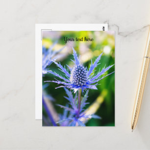 Alpen Mannstreu Postcard Postkarte