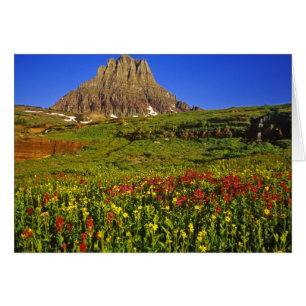 Alpen-Wildblumen am Logan Pass im Glacier