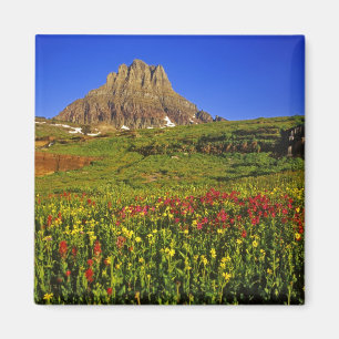 Alpenblumen am Logan Pass im Glacier Magnet