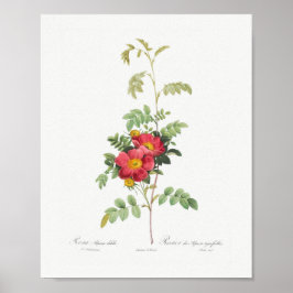 Alpenblüte Vintage Blütenrosa Rose Poster