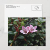 Alpenblüten, Insel Unalaska Postkarte (Vorne/Hinten)