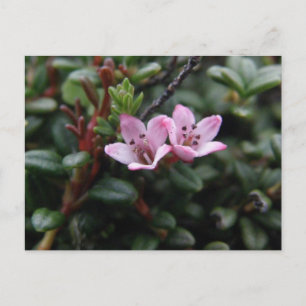 Alpenblüten, Insel Unalaska Postkarte