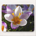 Alpencrocus nah mousepad<br><div class="desc">Ein sehr hübsches Exemplar dieses wunderschönen Frühlings,  das im Wisley Gardens Surrey UK zu sehen ist</div>